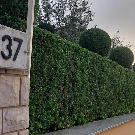 Duda פולה